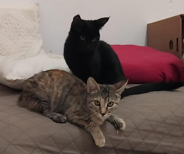 Nala & Falco scampati al peggio Foto 2